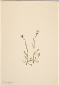 Erva-de-são-joão (Erigeron jucundus) de Mary Vaux Walcott
