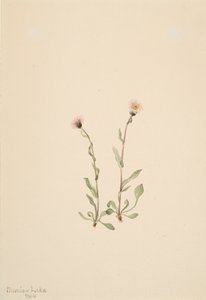 Rosa Fleabane Erigeron jucundus, 1904 de Mary Vaux Walcott