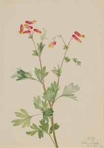 Pink Fumeroot Capnoides sempervirens, 1922. de Mary Vaux Walcott