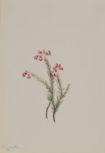 Pink Heather Phyllodoce empetriformis, 1901. de Mary Vaux Walcott