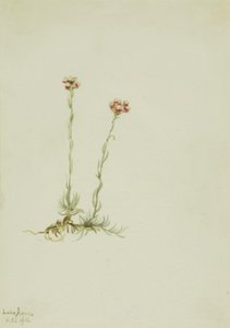 Pés-de-burro cor-de-rosa (Antennaria rosea) de Mary Vaux Walcott