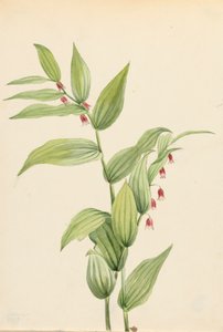 Pink Twisted Stalk Streptopus curvipes, 1913. de Mary Vaux Walcott