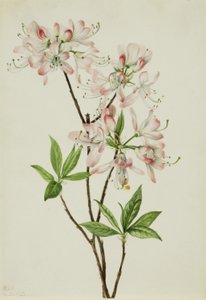 Azálea de concha rosa (Azalea vaseyi) de Mary Vaux Walcott