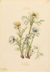 Anémona de Pluma (Pulsatilla occidentalis) de Mary Vaux Walcott