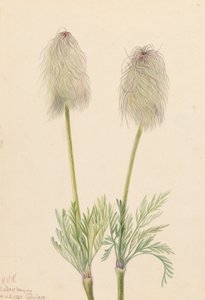 Plume Anemone Pulsatilla occidentalis, 1923. de Mary Vaux Walcott
