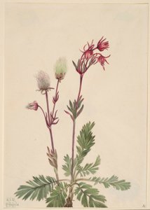 Fumaça da pradaria (Sieversia ciliata) de Mary Vaux Walcott