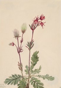 Prairie-Smoke Sieversia ciliata, 1921. de Mary Vaux Walcott
