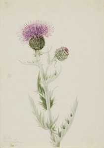 Prairie Thistle Cirsium undulatum, 1923. de Mary Vaux Walcott