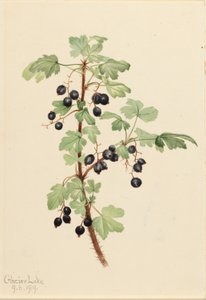 Groselha espinhosa (Ribes lacustre) de Mary Vaux Walcott