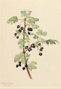 Lacustre de Ribes de Groselha Espinhosa, 1919.
