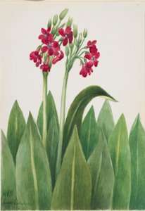 Prímula (Primula parryi) de Mary Vaux Walcott