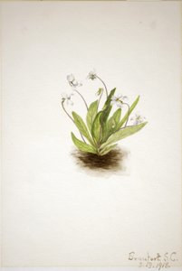 Violeta-prímula (Viola primulifolia) de Mary Vaux Walcott