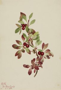 Bagaço de lagarto (Arctous alpina) de Mary Vaux Walcott