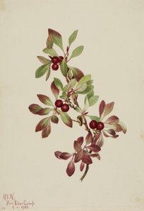 Ptarmiganberry Arctous alpina, 1922. de Mary Vaux Walcott
