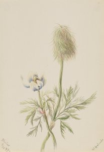 Pulsatilla occidentalis, 1899. de Mary Vaux Walcott