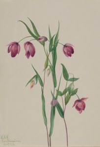 Lanterna de fada roxa (Calochortus anoenum) de Mary Vaux Walcott