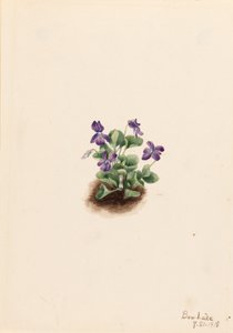 Violeta da montanha roxa (Viola adunca) de Mary Vaux Walcott