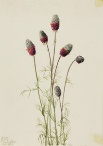 Trepadeira-roxa (Petalostemon purpureum) de Mary Vaux Walcott