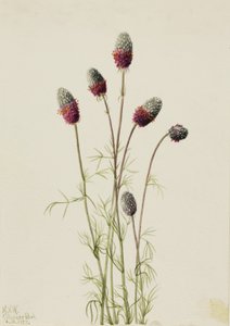 Prairieclover Petalostemon purpureum púrpura roxo, 1927. de Mary Vaux Walcott