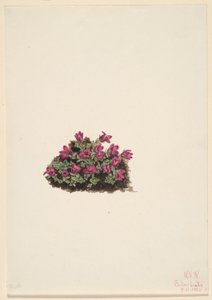 Saxifrage roxa (Saxifraga oppositifolia) de Mary Vaux Walcott