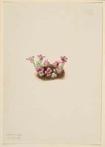 Saxifrage roxa (Saxifrage oppositifolia) de Mary Vaux Walcott