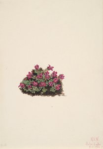 Saxifrage Saxifraga oppositifolia púrpura, 1924. de Mary Vaux Walcott