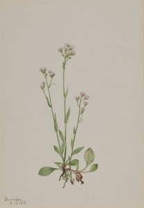 Pussy-Toes Antennaria racemosa, 1918. de Mary Vaux Walcott