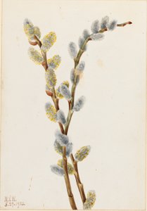 Salgueiro-da-índia (Salix discolor) de Mary Vaux Walcott