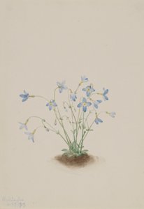 Quakerladies (Houstonia caerulea) de Mary Vaux Walcott