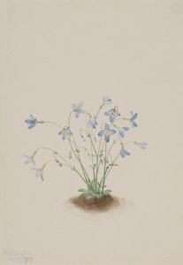 Quakerladies Houstonia caerulea, 1917. de Mary Vaux Walcott