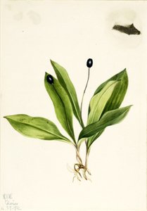 Queencup (Clintonia uniflora) de Mary Vaux Walcott