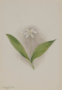Queencup (Clintonia uniflora) de Mary Vaux Walcott