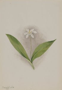 Queencup Clintonia uniflora, 1902. de Mary Vaux Walcott