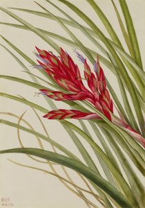 Tillandsia de folhas em espiral (Tillandsia fasciculata) de Mary Vaux Walcott