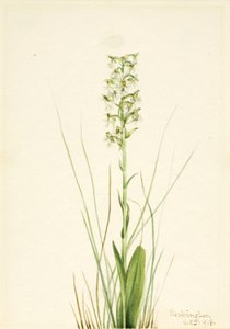 Orquídea de franja esfarrapada (Habenaria lacera) de Mary Vaux Walcott