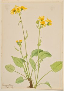 Artemísia (Senecio burkei) de Mary Vaux Walcott