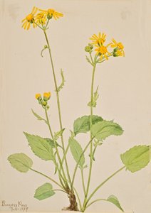 Palavra-chave Senecio burkei, 1917. de Mary Vaux Walcott