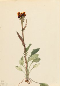 Rayless Groundsel Senecio pauciflorus, 1921. de Mary Vaux Walcott
