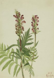 Red-Helmet Pedicularis bracteosa, 1924. de Mary Vaux Walcott