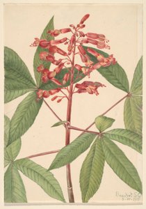 Tutor-vermelho (Aesculus pavia) de Mary Vaux Walcott
