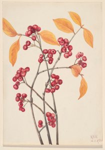 Aronia arbutifolia (Aronia arbutifolia) de Mary Vaux Walcott
