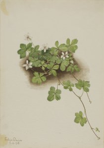 Bagaço vermelho (Rubus pedatus) de Mary Vaux Walcott