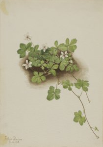 Red Dewberry Rubus pedatus, 1918. de Mary Vaux Walcott