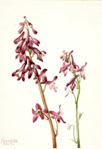 Larkspur vermelho (Delphinium nudicale) de Mary Vaux Walcott