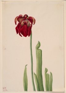 Planta de jarro vermelho (Sarracenia jonesii) de Mary Vaux Walcott