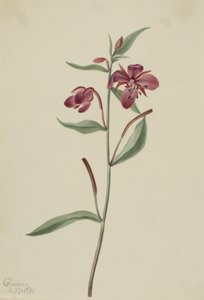 Salgueiro-vermelho (Epilobium latifolium) de Mary Vaux Walcott