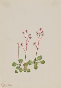 Redstem Saxifrage Saxifraga lyallii, 1916. de Mary Vaux Walcott
