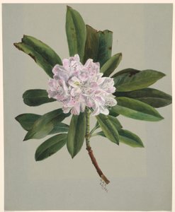 Rododendro (Rhododendron maximum)