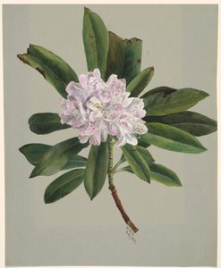 Rhododendron Rhododendron máximo, 1880. de Mary Vaux Walcott