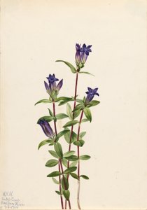 Genciana das margens do rio (Gentiana affinis) de Mary Vaux Walcott